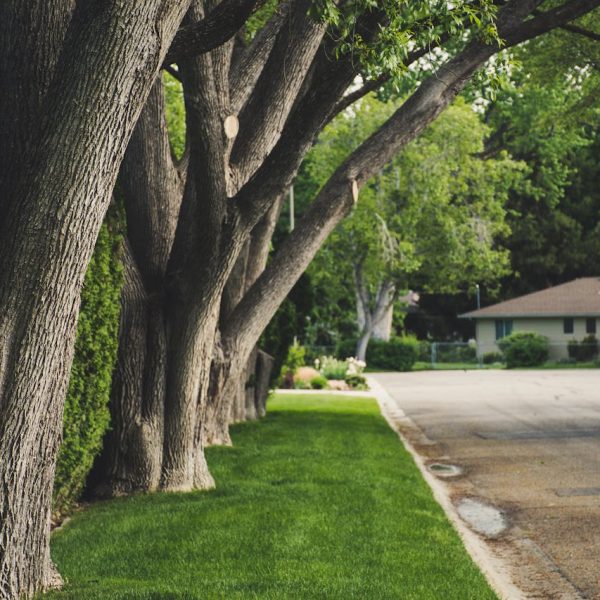 pexels-brett-sayles-1084380